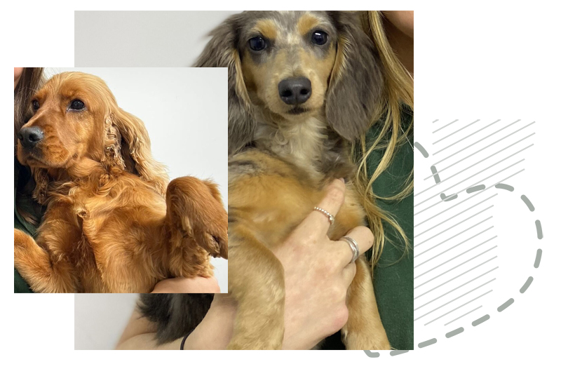 dog grooming